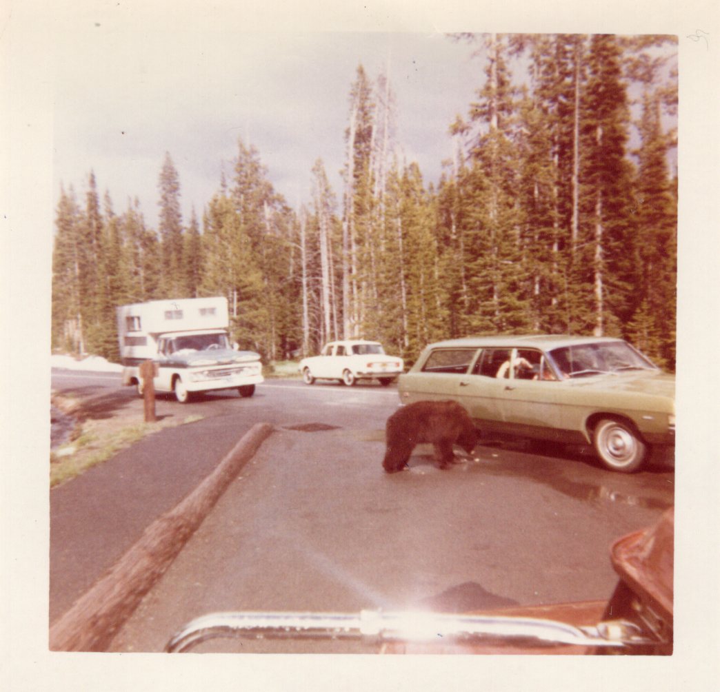 Bears approach cars at Yellowstone NP - July 1969
