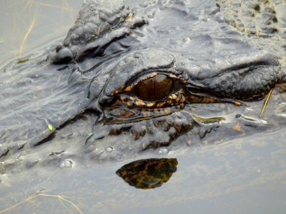 swamp tours, Lafitte, Louisiana, April 2015, ©2015 ImagesByRJM