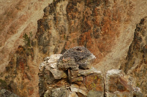 Anything is Possible Travel, Yellowstone National Park, ©2015 ImagesByRJM