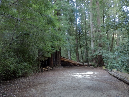 Big Basin Redwoods State Park, Santa Cruz Mountains, Redwood Loop Nature Trail, Northern California, wheelchair accessible, redwood forest, Images by RJM