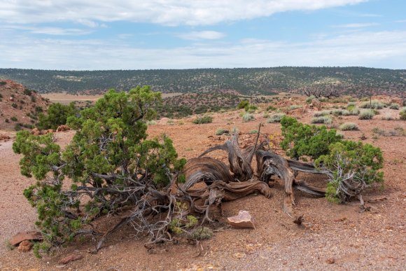 Desert landscape, with heart-shaped rock near bush in foreground and hills and blue sky in background.