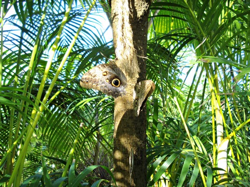 The Island of St. Martin - French and Dutch and Beautiful