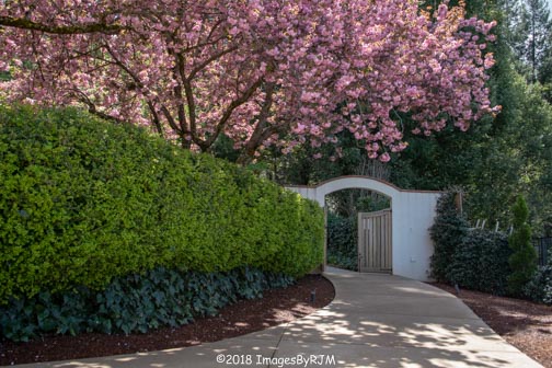 Flowering cherry tree, with green hedge in foreground and paved path leading to open white gate, taken at rystal Hermitage, Ananda Village.