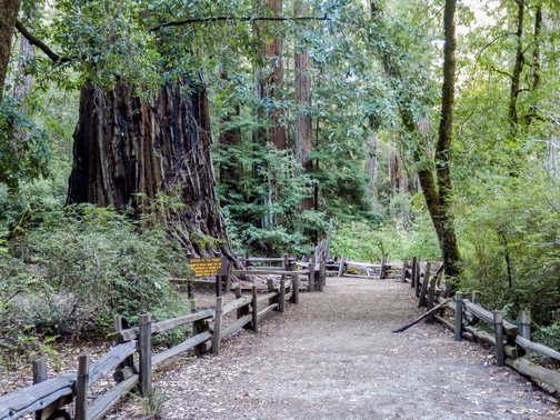 Big Basin Redwoods State Park, Santa Cruz Mountains, Redwood Loop Nature Trail, Northern California, wheelchair accessible, redwood forest, Images by RJM