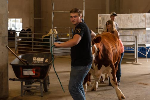 California State Fair | Don't Miss A Moment | Livestock | Bull | Agriculture | Sacramento | Images By RJM