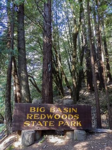 Big Basin Redwoods State Park, Santa Cruz Mountains, Redwood Loop Nature Trail, Northern California, wheelchair accessible, redwood forest, Images by RJM