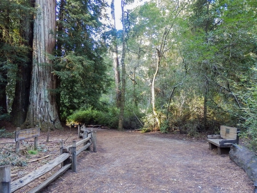 Big Basin Redwoods State Park, Santa Cruz Mountains, Redwood Loop Nature Trail, Northern California, wheelchair accessible, redwood forest, Images by RJM