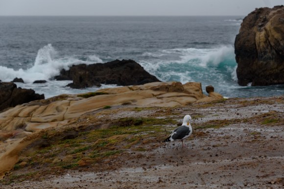 Point Lobos State Natural Reserve | California | Multiple Sclerosis | healing | ocean | wellness | seagull