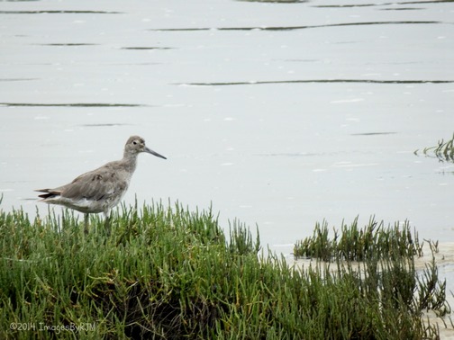 Kirby Park at Elkhorn Slough Preserve
