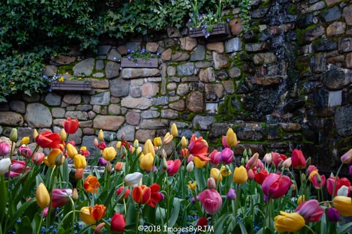 Water cascading down a rock wall at Crystal Hermitage, with many colorful tulips in the foreground.