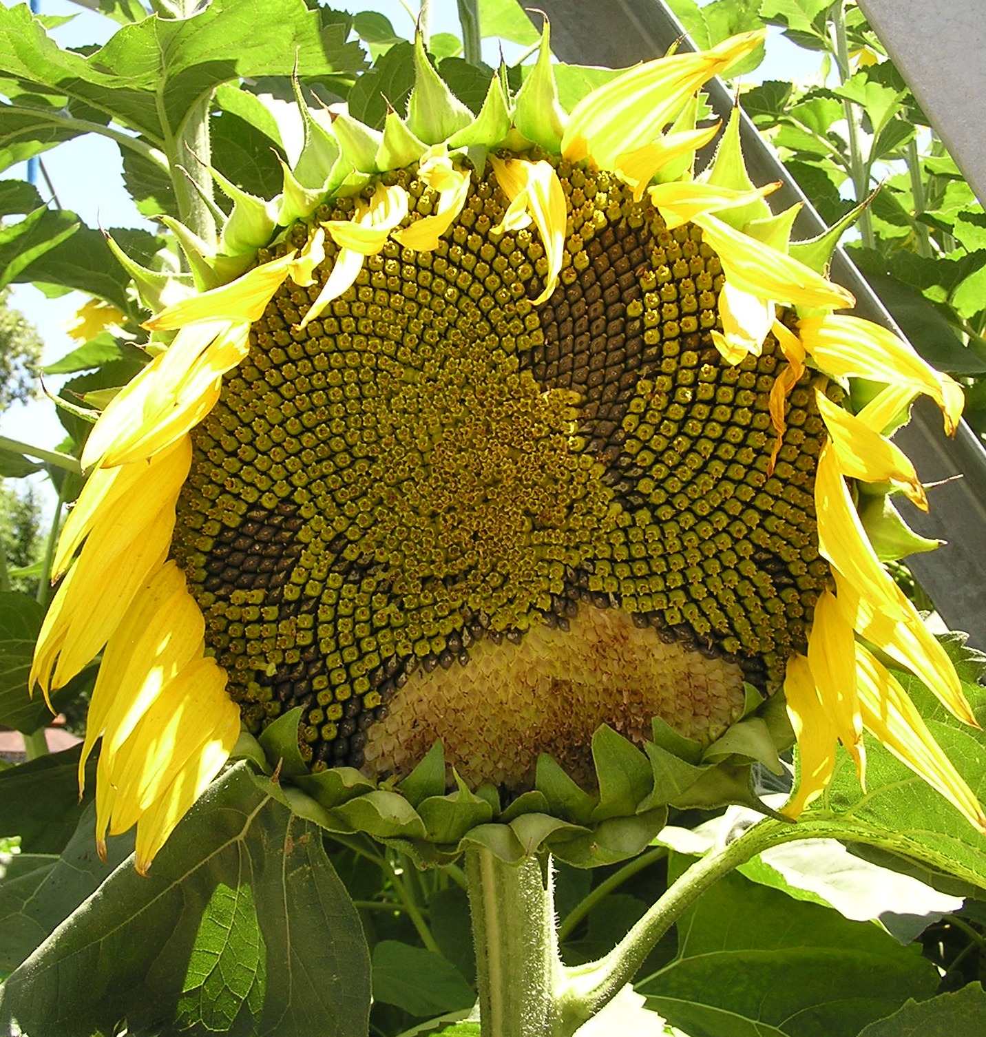 Sunflower and seeds - Farm - California State Fair 2012