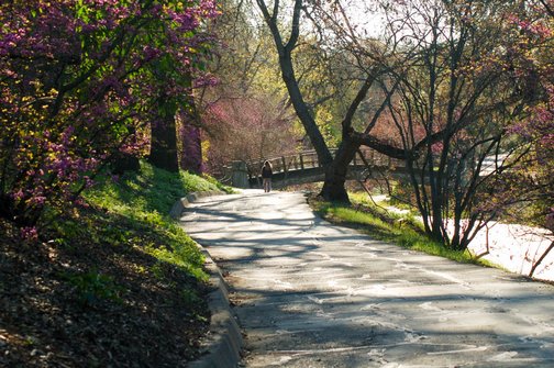 Anything Is Possible Travel; California, Davis, Images by RJM, UC Davis Arboretum, accessibility, arboretum, garden, nature, outdoors, spring, wheelchair accessible,