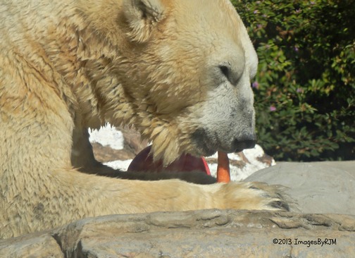 Anything Is Possible Travel - Let's Go to the San Diego Zoo!