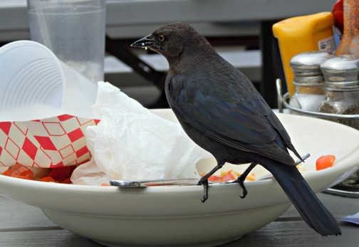 Moss Landing, Monterey County, California, Northern California, Phil's Fish Market and Eatery, outdoor patio, lunch, birds, wheelchair accessible, Images by RJM