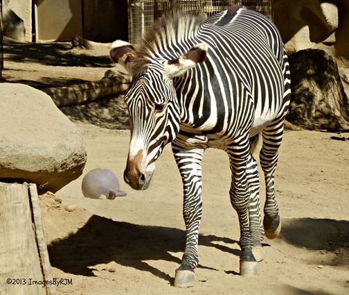 Anything Is Possible Travel - Let's Go to the San Diego Zoo!