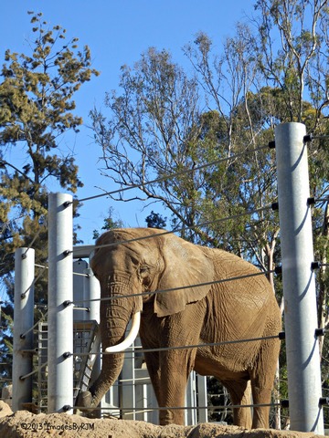 Anything Is Possible Travel - Let's Go to the San Diego Zoo!
