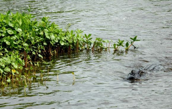 swamp tour, Lafitte, Louisiana, alligator, April 2015, ©2015 ImagesByRJM