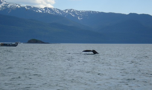 Whale tail!