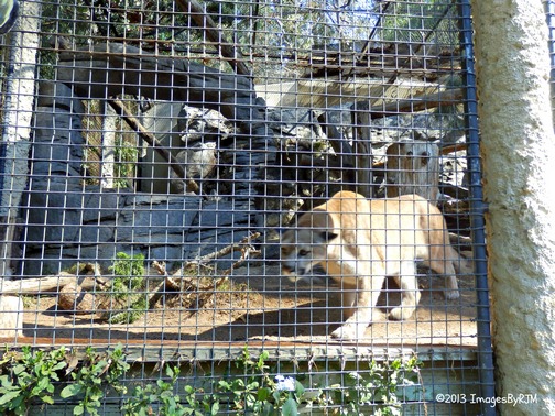 Anything Is Possible Travel - Let's Go to the San Diego Zoo!