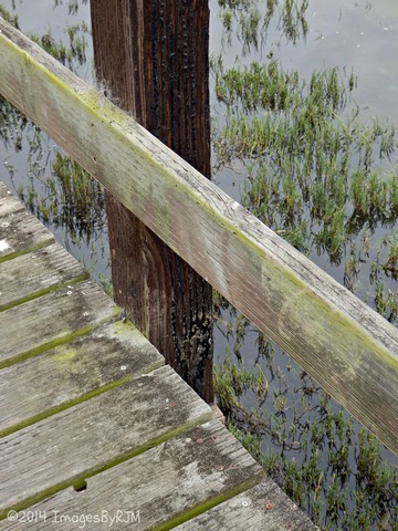 Kirby Park at Elkhorn Slough Preserve