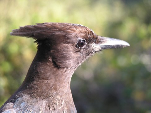 Closeup profile of head of brown bird, with bokeh background.