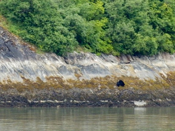Tracy Arm Fjord | Alaska | glacier | travel | nature | Alaskan cruise | May 2016 | Brent Nixon | glacial ice | black bear | ©2016 ImagesByRJM