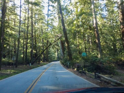 Big Basin Redwoods State Park, Santa Cruz Mountains, Redwood Loop Nature Trail, Northern California, wheelchair accessible, redwood forest, Images by RJM