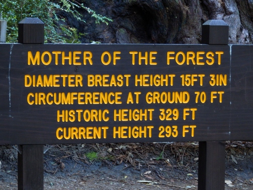 Big Basin Redwoods State Park, Santa Cruz Mountains, Redwood Loop Nature Trail, Northern California, wheelchair accessible, redwood forest, Images by RJM