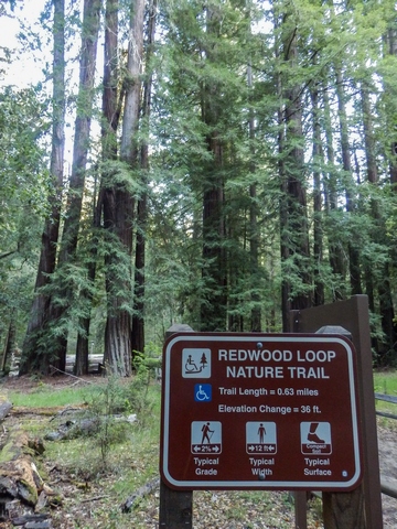 Big Basin Redwoods State Park, Santa Cruz Mountains, Redwood Loop Nature Trail, Northern California, wheelchair accessible, redwood forest, Images by RJM