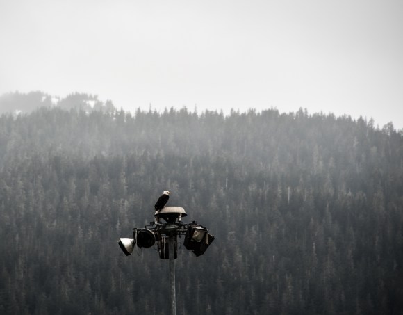Bald eagle, Juneau, Alaska, Alaskan Cruise, Celebrity Solstice, MS Foundation, wheelchair accessible, excursions, nature, adventure, education, wildlife, culture, highlights, Anything Is Possible Travel, Images by RJM