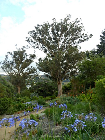 Agapantha, and a view from below the Italian garden