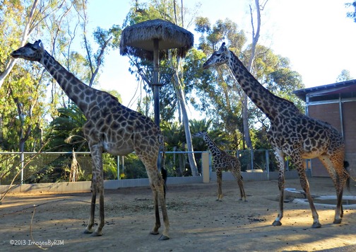 Anything Is Possible Travel - Let's Go to the San Diego Zoo!