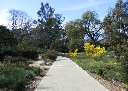 Anything Is Possible Travel; California, Davis, Images by RJM, UC Davis Arboretum, accessibility, arboretum, garden, nature, outdoors, spring, wheelchair accessible,