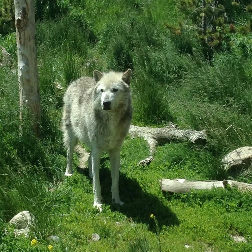 Anything is Possible Travel, Yellowstone National Park, ©2015 ImagesByRJM