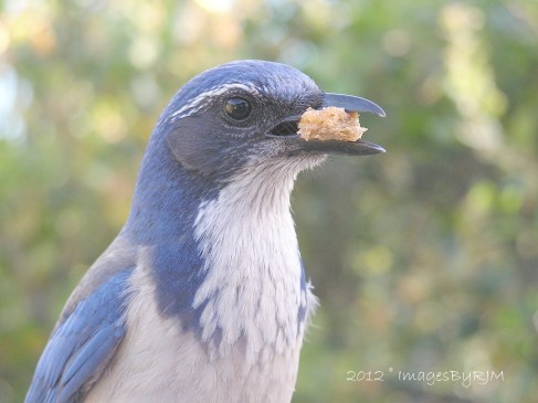 Closeup of blue and white bird holding crumb of bread in its beak, with bokeh background.