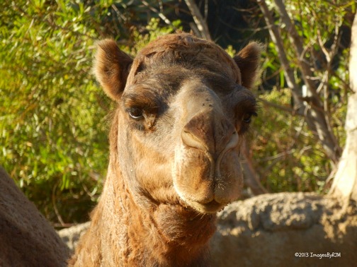 Anything Is Possible Travel - Let's Go to the San Diego Zoo!