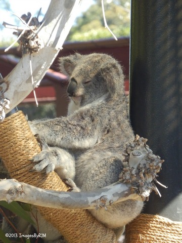 Anything Is Possible Travel - Let's Go to the San Diego Zoo!