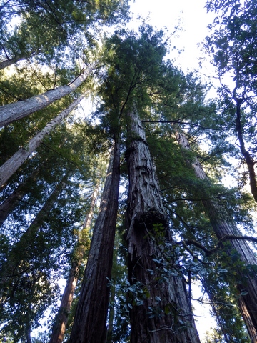 Big Basin Redwoods State Park, Santa Cruz Mountains, Redwood Loop Nature Trail, Northern California, wheelchair accessible, redwood forest, Images by RJM