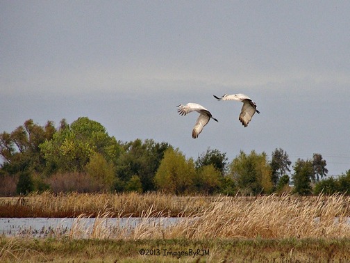 Anything Is Possible Travel - Consumnes River Preserve