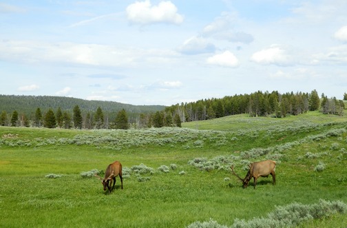 Anything is Possible Travel, Yellowstone National Park, ©2015 ImagesByRJM