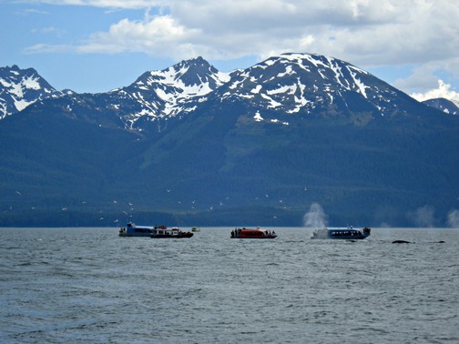 One of the highlights was a whale-watching excursion, where more than a dozen humpback whales delighted the onlookers!