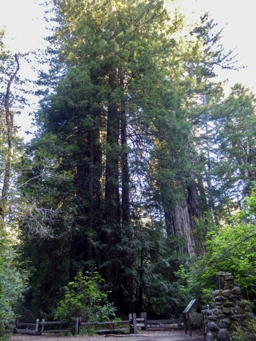 Big Basin Redwoods State Park, Santa Cruz Mountains, Redwood Loop Nature Trail, Northern California, wheelchair accessible, redwood forest, Images by RJM
