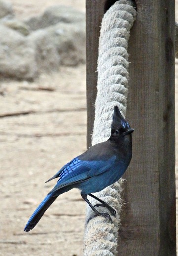 scrub jay, blue bird, Monarch Butterfly sanctuary