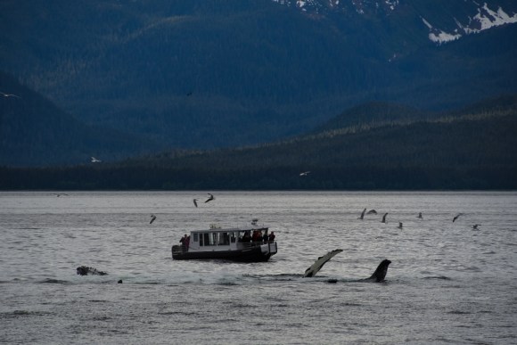 Whale watching, Juneau, Stephen's Passage, Alaska, Alaskan Cruise, Celebrity Solstice, MS Foundation, wheelchair accessible, excursions, nature, adventure, education, wildlife, culture, highlights, Anything Is Possible Travel, Images by RJM