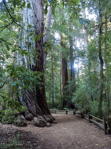 Big Basin Redwoods State Park, Santa Cruz Mountains, Redwood Loop Nature Trail, Northern California, wheelchair accessible, redwood forest, Images by RJM