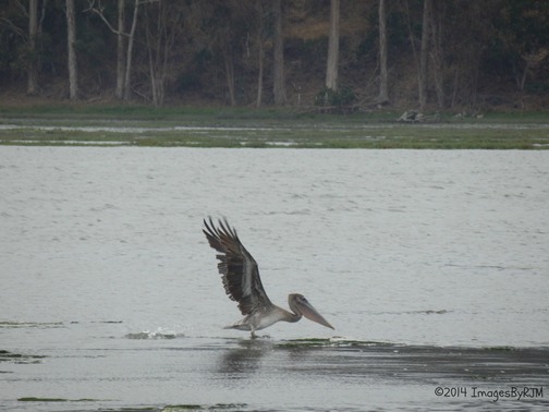 Kirby Park at Elkhorn Slough Preserve