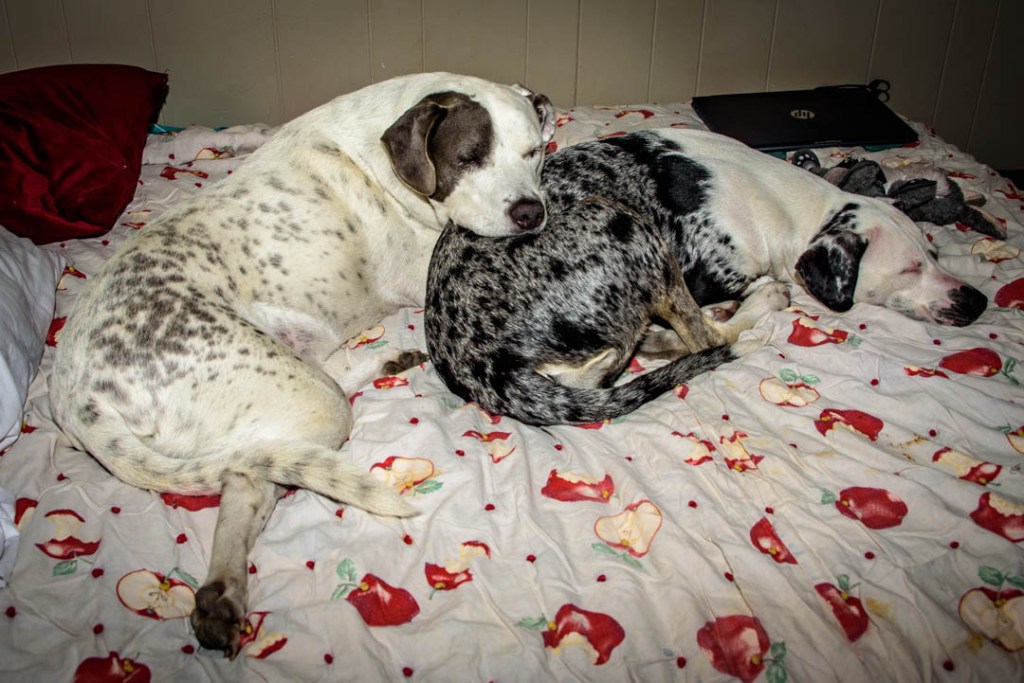 Two black and white dogs curled up together and sleeping on light-colored quilt with pictures of apples.