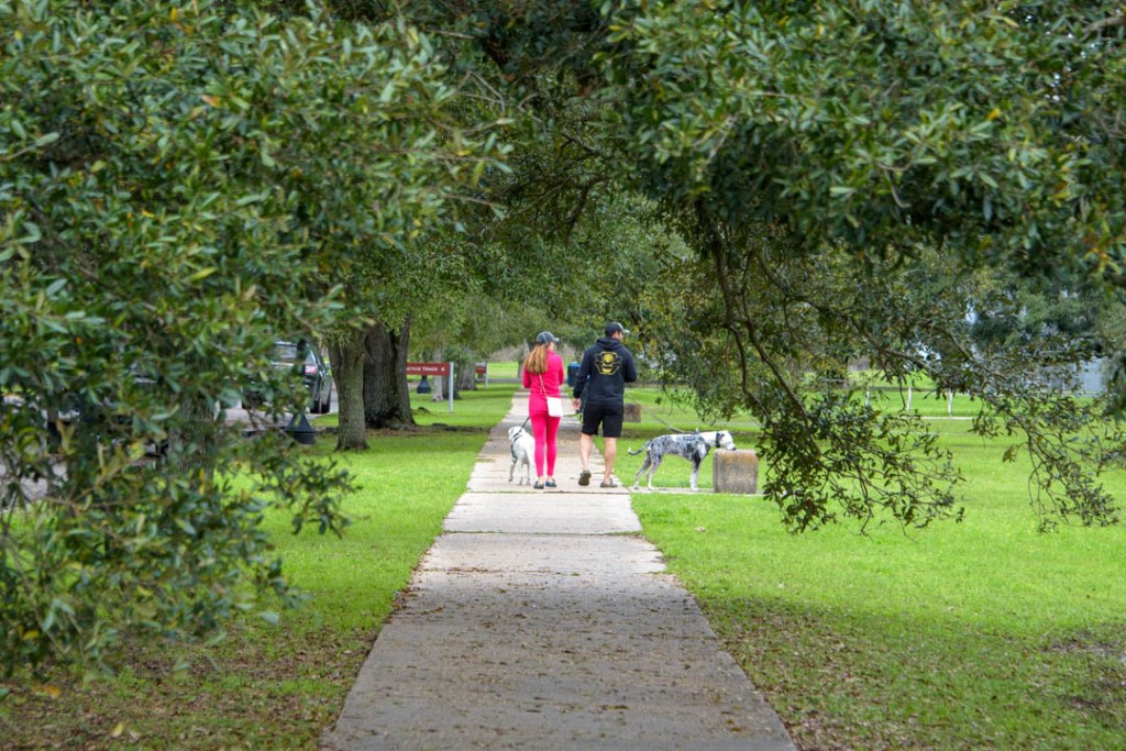 Man and woman walking two white dogs in park, with green grass and trees on each side of sidewalk. 