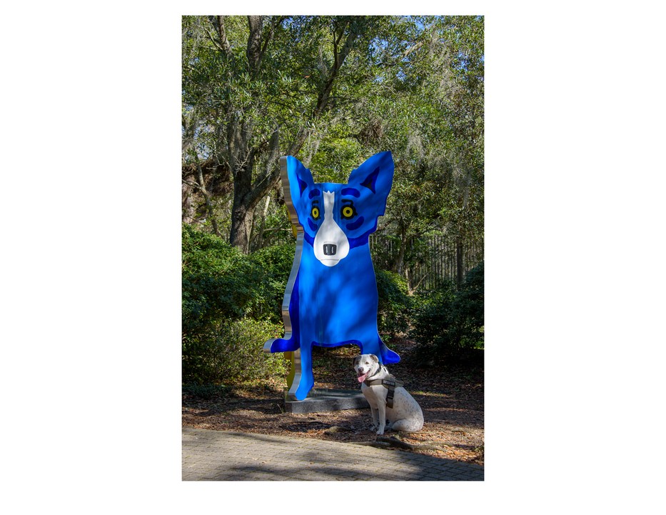 Large blue metal sculpture of Corgi dog, with white pitbull sitting in front of sculpture. Taken at Besthoff Sculpture Garden in New Orleans