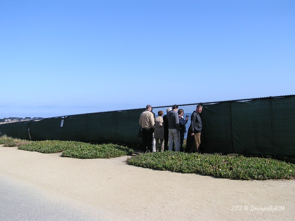 People standing at chain-link fence, which has a viewing area to watch harbor seals on beach along Monterey Bay Coastal Trail.